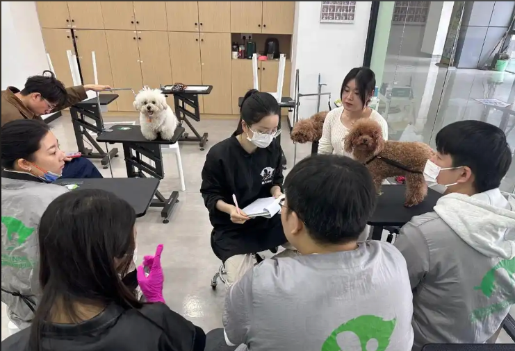 驻马店市宠物美容学习宠物美容培训学校 - 方案